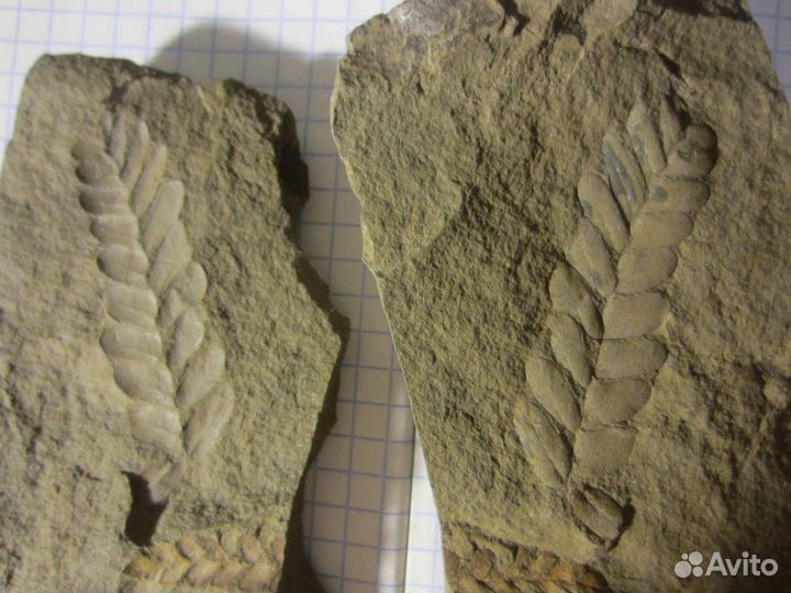 Окаменелая флора Палеозоя, около 320 млн. лет