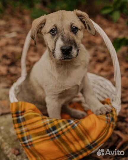 Щенок в добрые руки