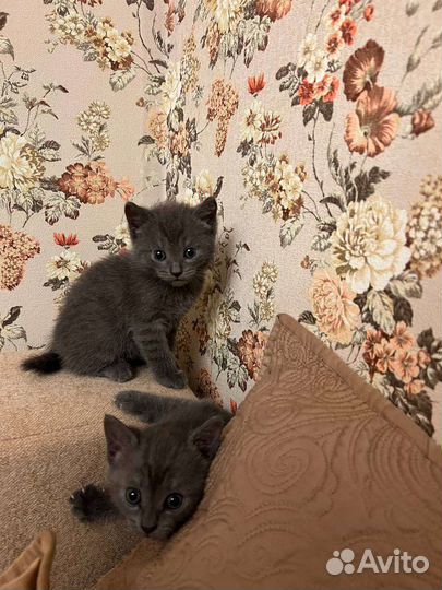 Котята британской кошки в дар