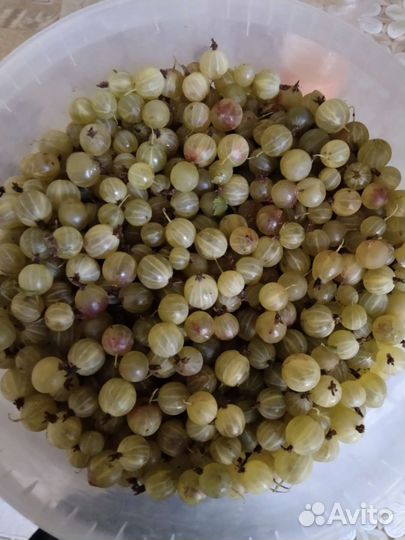 Крыжовник ягоды