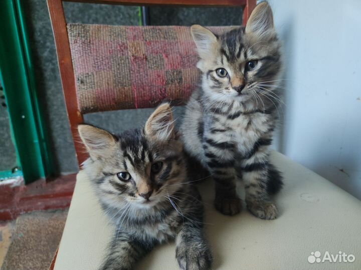 Котята в добрые руки мальчики