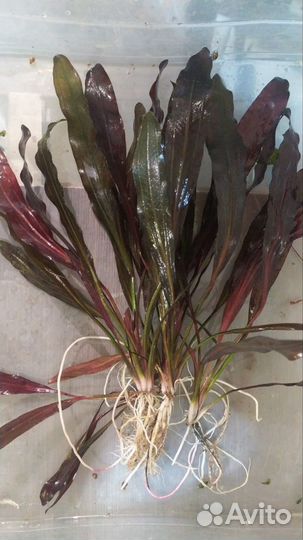 Аквариумные растения