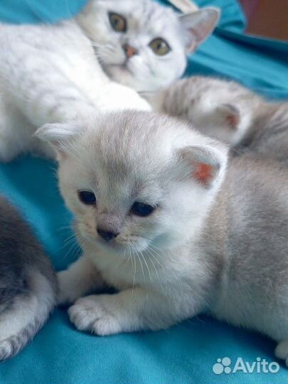 Шотландские прямоухие котята