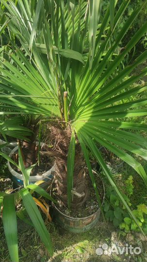 Пальма Трахикарпус