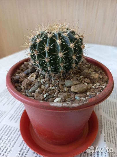 Орхидейный кактус, Хойя Белла,Эхинопсис, Хавортия