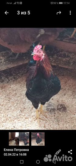 Петухи