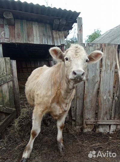 Телка на племя