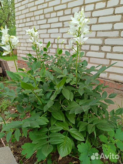 Ясенец белый