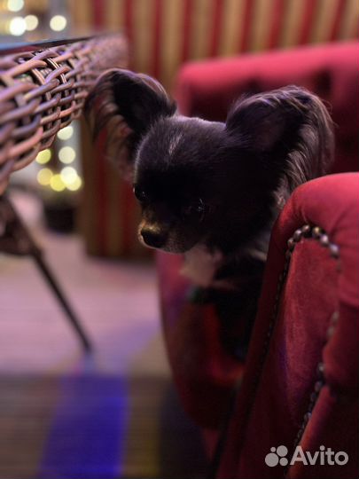 Вязка кобель чихуахуа