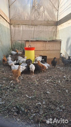 Куры молодки несушки