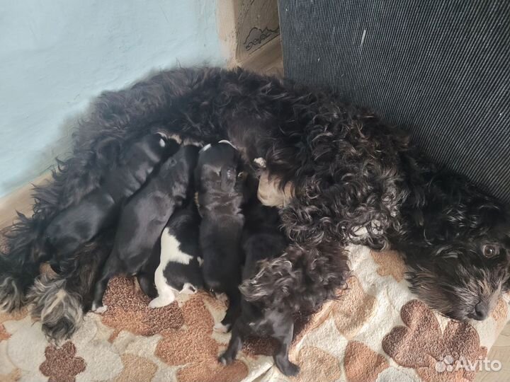 Щенки русского спаниеля