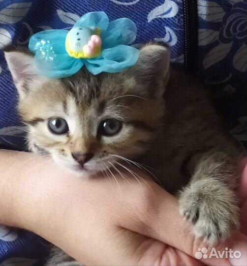 Сибирской кошки котята
