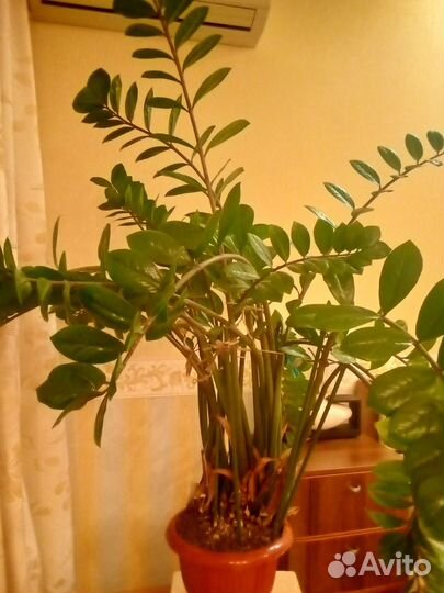 Замиокулькас