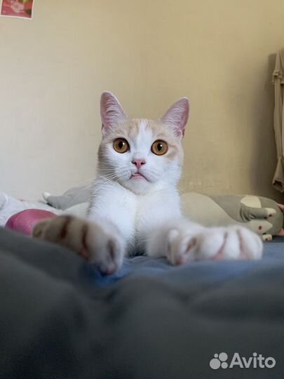 Кошки вислоухие