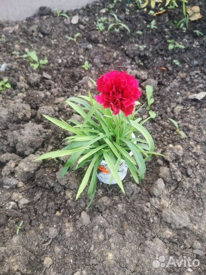 Гвоздика вегетативная