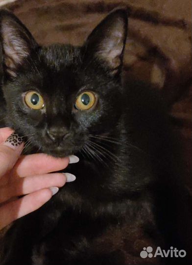 Отдам котят в хорошие руки