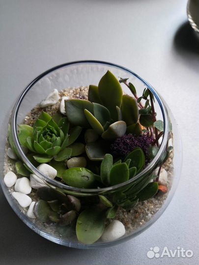 Комнатные растения: Флорариумы с суккулентами
