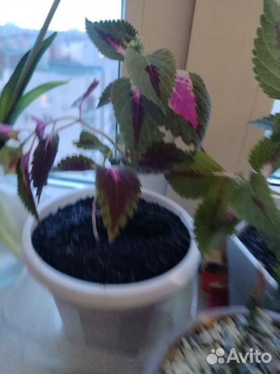 Комнатные цветы, пилея, колеус