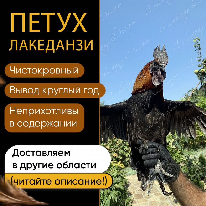 Петух Лакеданзи