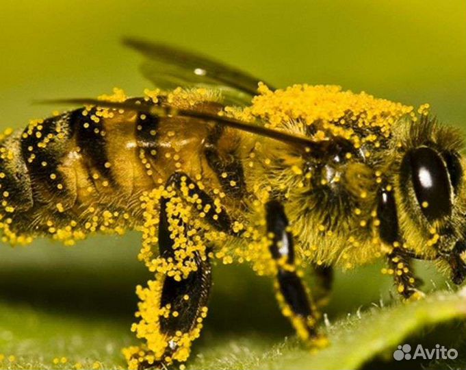 Опыление пчелами