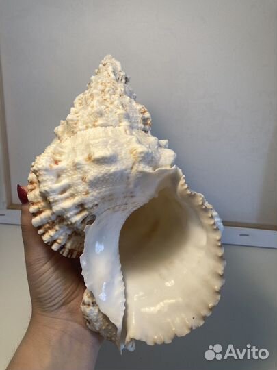 Морские ракушки раковины