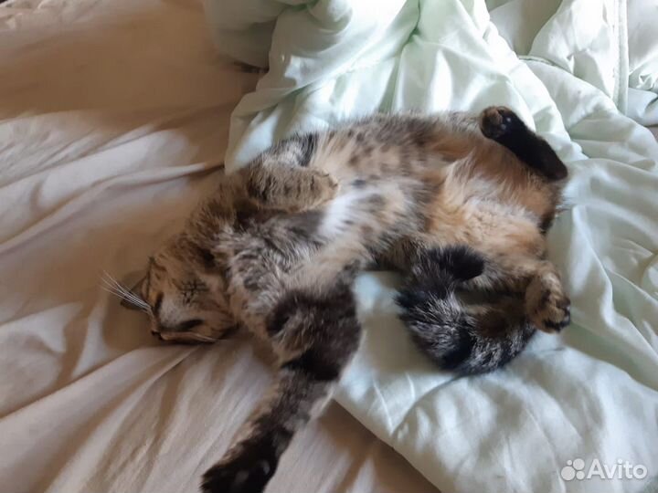 Отдам в хорошие руки кошку