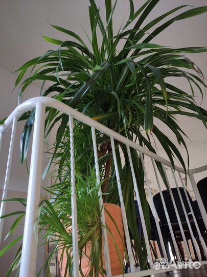 Панданус 2 метра большой цветок