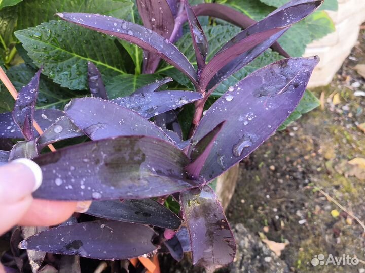 Традесканция Нанук и Крымская