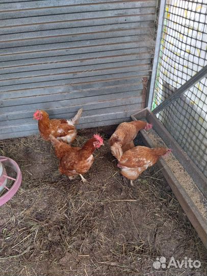 Куры несушки ломан браун