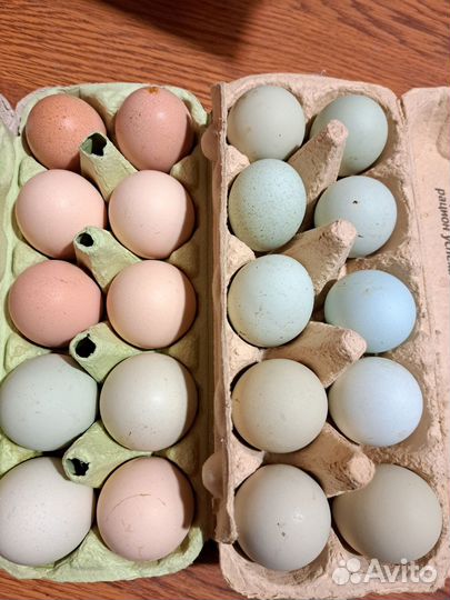 Инкубационное яйцо