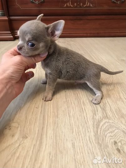 Чихуахуа мини мальчик