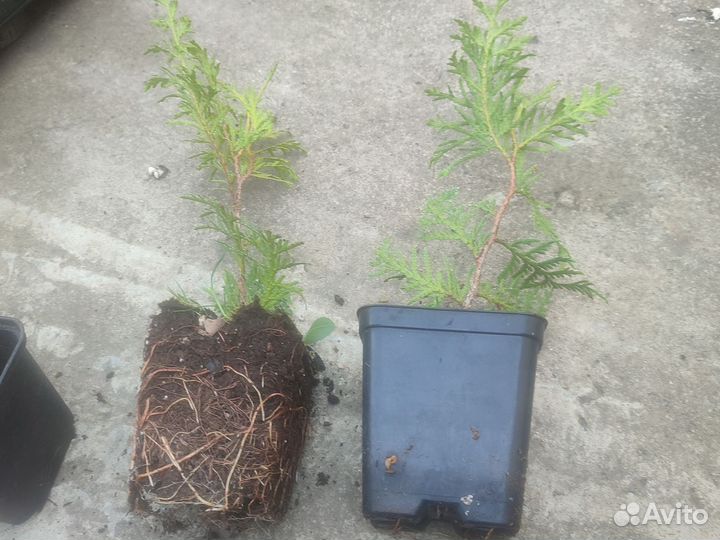 Туя смарагд Брабант саженцы