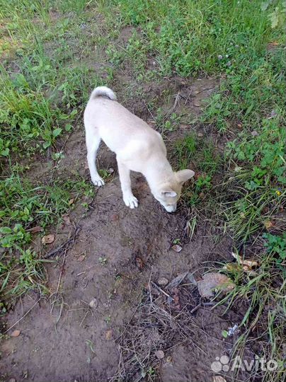 Западносибирская лайка