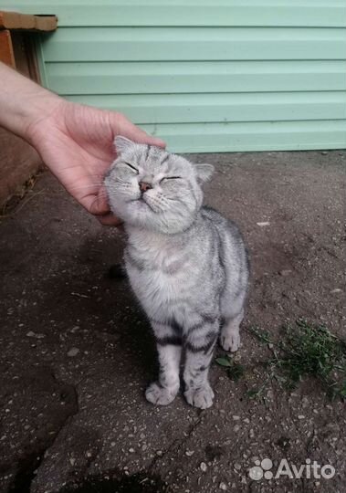 Шотландская