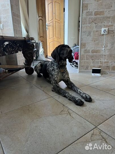 Курцхаар, вязка, кабель