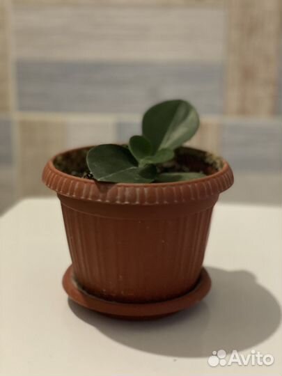 Цветок Пеперомия