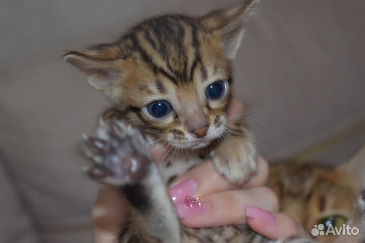 Бенгальские котята