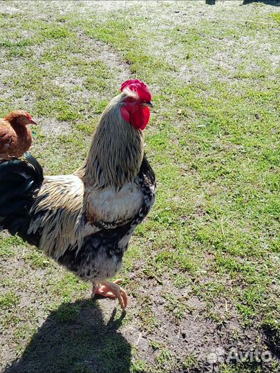 Молодые петухи
