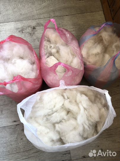 Шерсть самоеда. Вычес. На доставке