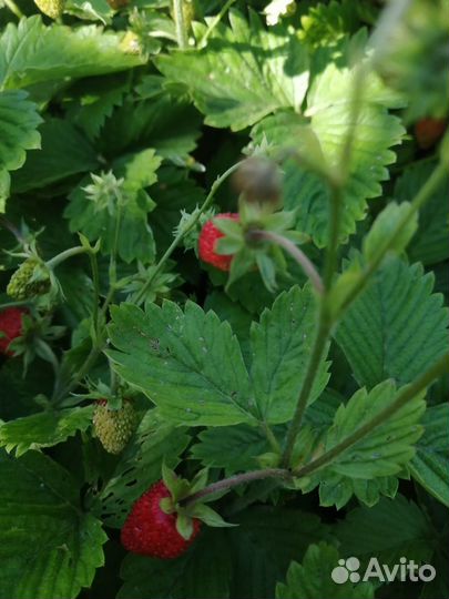 Земляника садовая