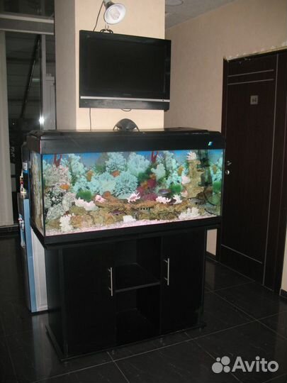 Оформление и обслуживание аквариумов и прудов