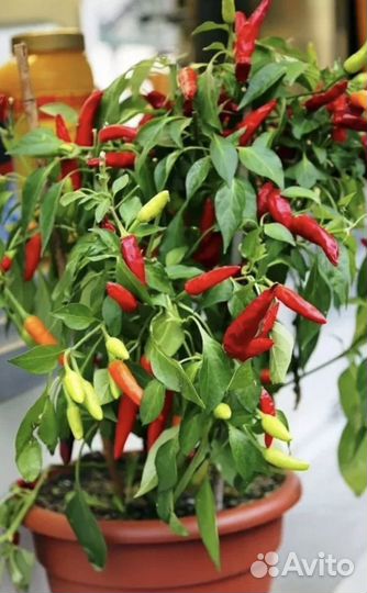 Перчик комнатный, декоративный