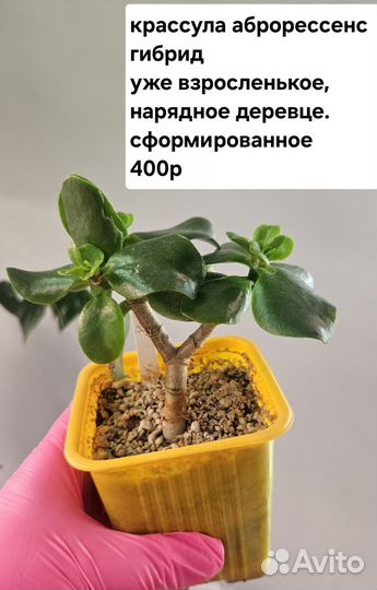 Крассула