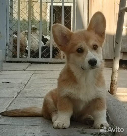 Вельштерьер