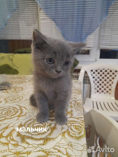 Котята Британцы