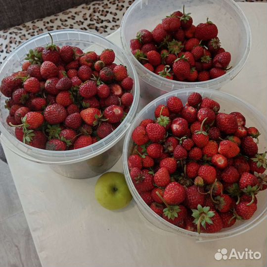 Рассада клубники ремонтантной