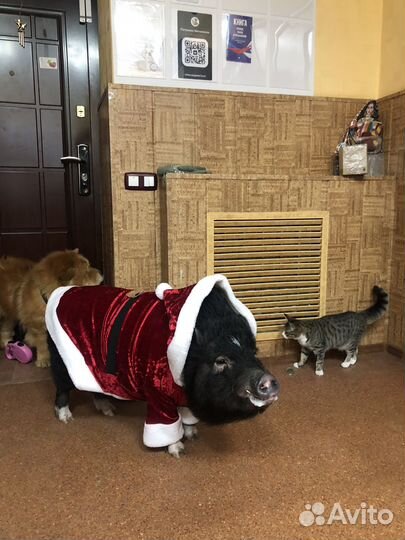 Студия для фотосессии маркетплейс