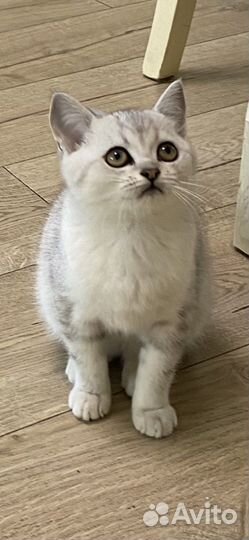 Шотландские котята