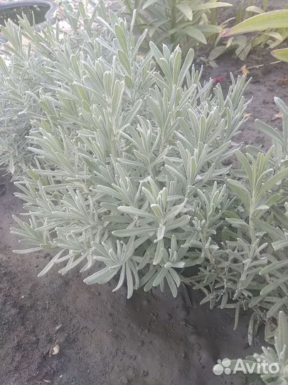 Лаванда саженцы