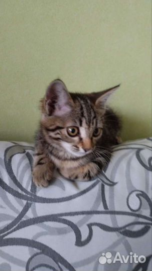 Кошки в добрые руки бесплатно